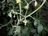 garden 012.jpg
