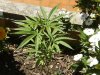 grow journal 021.jpg