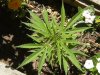 grow journal 015.jpg
