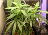 PLANTS 030.jpg