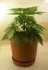 Grow pics 08-09 001.jpg