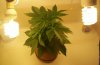 Grow pics 08-09 002.jpg