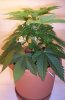 Grow pics 08-09 005.jpg