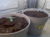 Day 7, 1 both plants.jpg