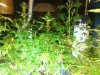 IMG_20130803_171923.jpg