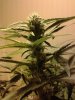 plant1-1.jpg