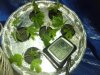 Clones_Day1.jpg Clones_Day1.jpg