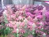 slipon-438244-albums-first-second-led-grow-picture2830026-dsc02741.jpg