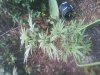 blue dream haze.jpg blue dream haze.jpg