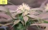 x-man-487357-albums-waterfarm-grow-2-picture2965372-140117-dinafem-bluehash-day-32.jpg