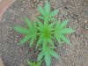 DSCN0564.jpg