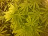 bubble 4 weeks from seed.jpg