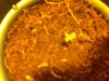 PLANTS 013.jpg