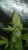 CriticalKushWeek7.jpg