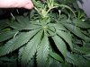 grow 299.jpg