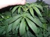 grow 301.jpg