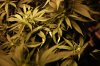 _Harliquin_twisted_leaves_9757.jpg _Harliquin_twisted_leaves_9757.jpg