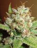 aosbud1.jpg