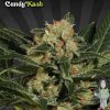auto-candy-kush-autoflowering-feminised-seeds_500.jpg