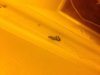 caterpillar.jpg