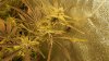 ripped bubba clones 004.jpg