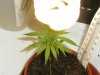 grow journal 022.jpg
