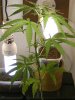 grow journal 023.jpg