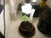 grow journal 025.jpg