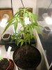 grow journal 026.jpg