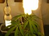 grow journal 027.jpg