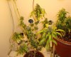 DSC00325.jpg