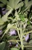 Day 6 of flowering.jpg