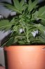 Day 6 of flowering 001.jpg
