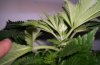 Day 6 of flowering 002.jpg