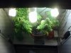 plant3.jpg