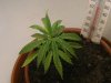 grow journal 031.jpg