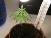 grow journal 032.jpg