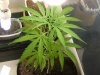grow journal 034.jpg