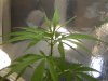 grow journal 035.jpg