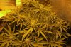 indica-jan-24.jpg