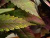 DSCN3679.jpg