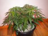 DSCN3682.jpg