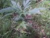 indica1.jpg indica1.jpg