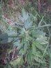 Indica2.jpg Indica2.jpg