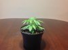 IMG_0168.jpg IMG_0168.jpg
