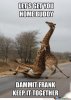 giraffe-funny_o_789942.jpg
