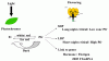 phytochrome.gif
