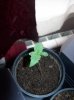 100_2411.jpg