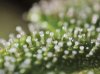 cloudy-milky-trichs-e1355925710723.jpg