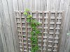 garden 048.jpg